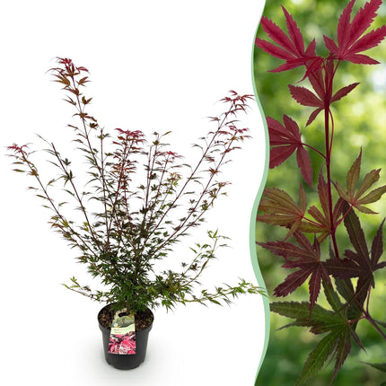 Acer palmatum Shaina - Japanse Esdoorn - Bladverliezend - Rood - Pot 26cm - Hoogte 90cm