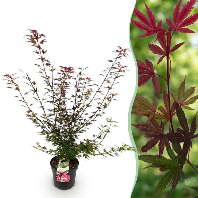 Acer palmatum Shaina - Japanse Esdoorn - Bladverliezend - Rood - Pot 26cm - Hoogte 90cm