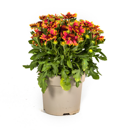 Gaillardia Aristata - Kokardebloem - ↕40-50cm - Ø19cm