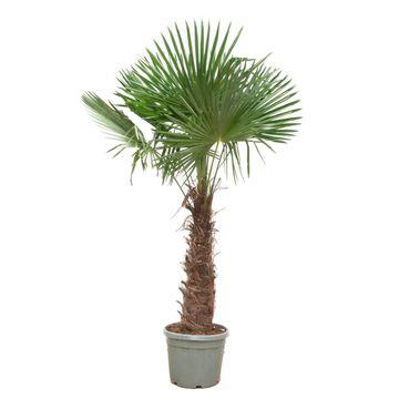 Trachycarpus Fortunei - ↕240-270cm - Ø40-55cm