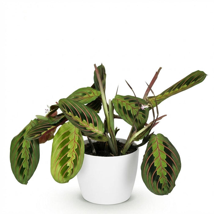 Maranta Fascinator Tricolour - Gebedsplant - met witte plantenpot - ↕25cm - Ø12cm