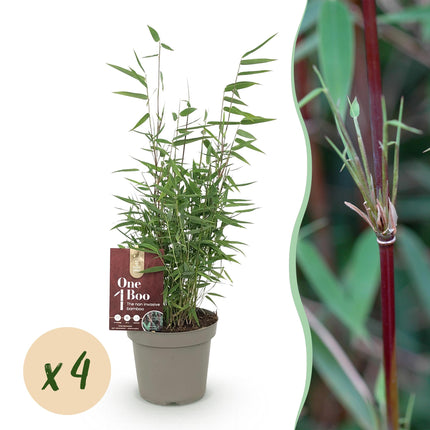 Bambou - Fargesia Red Dragon - Vert - Lot de 4 - Persistant - Non envahissant - Pot de 14 cm - Hauteur 35 cm