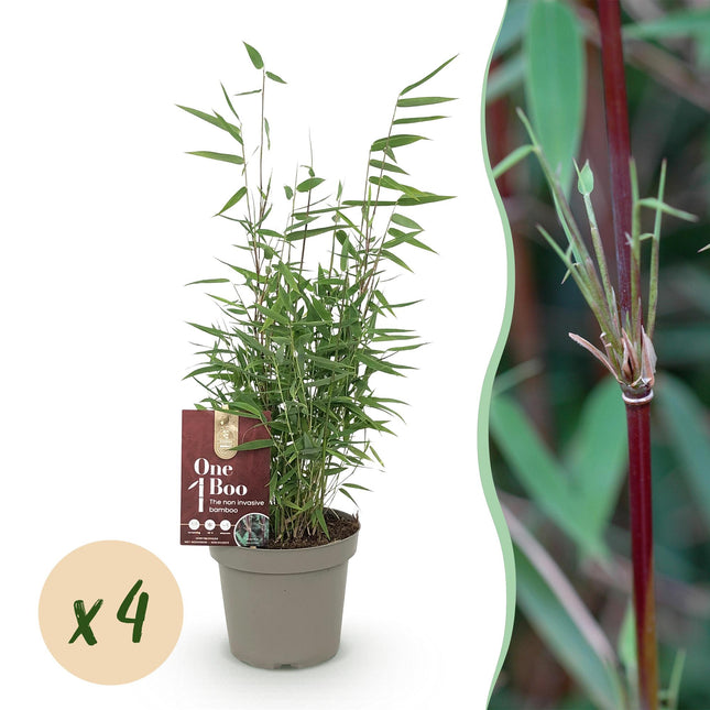 Bamboe Niet Woekerend - Fargesia Red Dragon - ↕35cm - Ø14cm - 4x