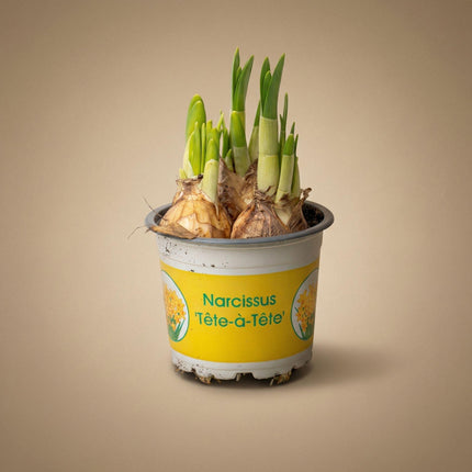 Narcissus ‘Tête-à-Tête’ - ↕15–20cm - Ø9cm