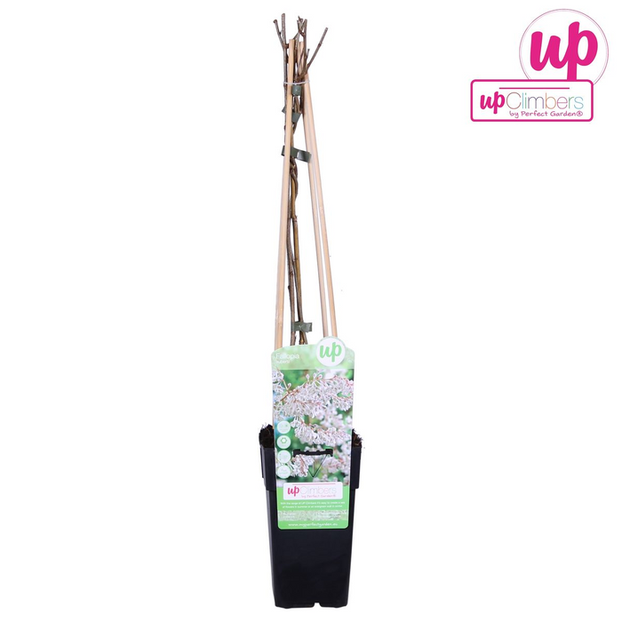 Fallopia Baldschuanica - Bruidsluier - ↕65cm - Ø15cm