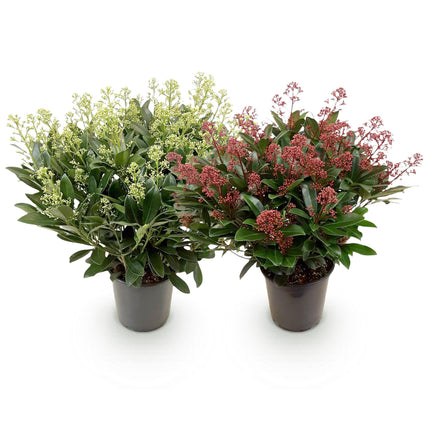 Skimmia japonica Duo – Weiß &amp; Rot – Über 40 Blüten – ↕60 cm – Ø19 cm – 2 Stück