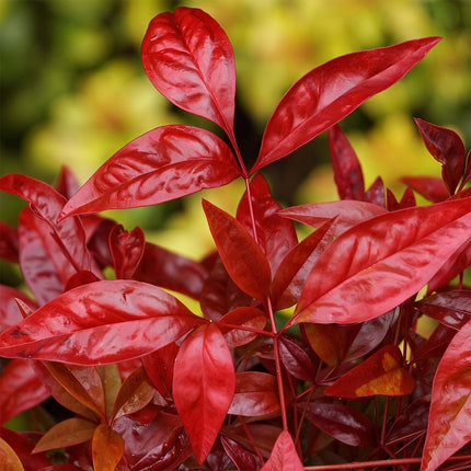 Nandina Blush Pink - Donker Roze - 2 Planten - Groenblijvend - Weinig Onderhoud - Pot 17cm Hoogte 40cm