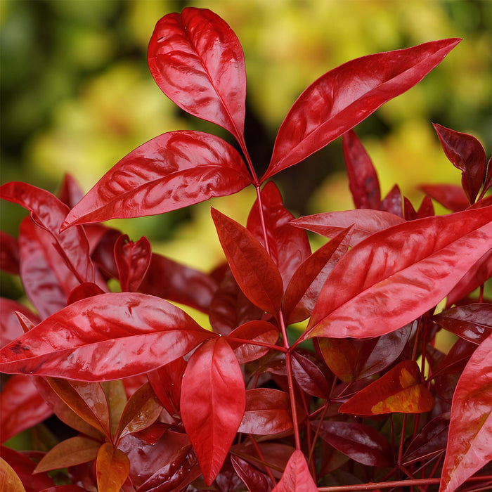 Nandina Blush Pink - Donker Roze - 2 Planten - Groenblijvend - Weinig Onderhoud - Pot 17cm Hoogte 40cm