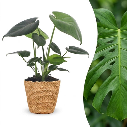 Monstera Deliciosa - Gatenplant - met Mand - Pot 12cm - Hoogte 30cm
