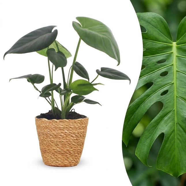 Monstera Deliciosa - Roślina serowa szwajcarska - z koszykiem - doniczka 12 cm - wysokość 30 cm