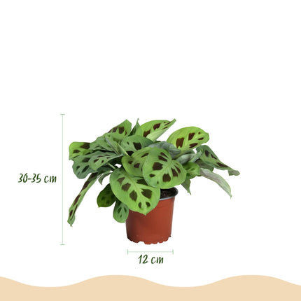 Maranta Fascinator Kerchoveana - Zebraplant - met witte plantenpotten - ↕25cm - Ø12cm - 4x