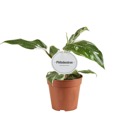 Philodendron White Princess B Grade - ↕30cm - Ø12cm