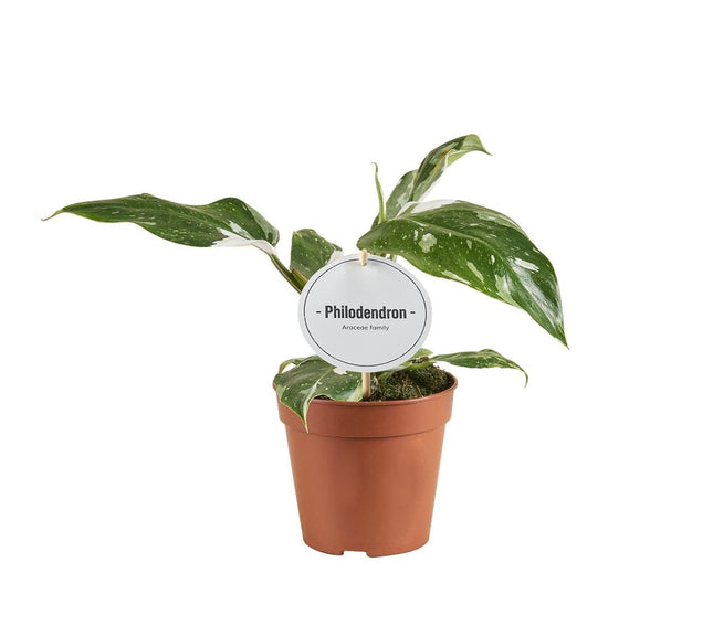 Philodendron White Princess B Grade - ↕30cm - Ø12cm