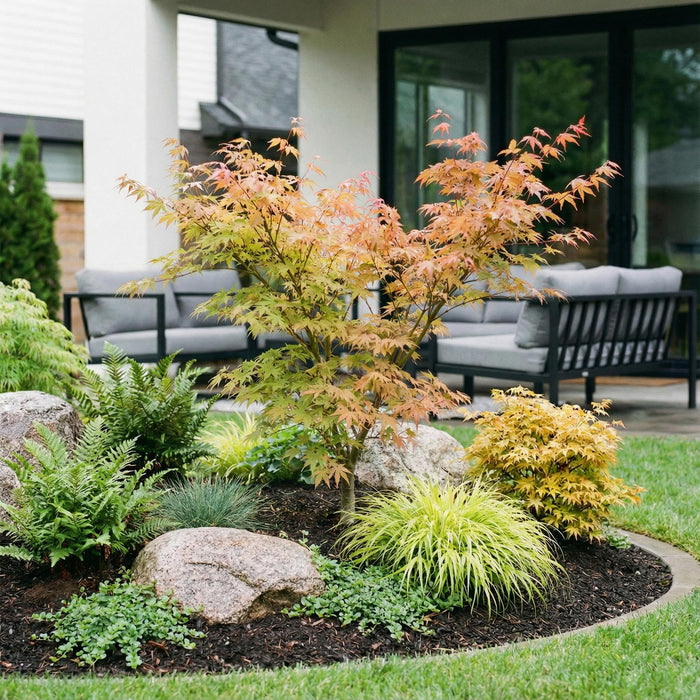 Acer palmatum Katsura - Japanse Esdoorn - Groen - ↕90cm - Ø26cm