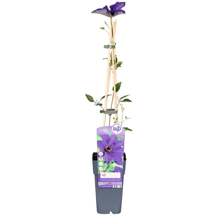 Clématite « The President » - Clématite violette - 65 cm - Ø 15 cm