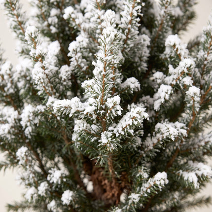 4x Picea glauca Conica - Kegelspar - Groen - Wit - Kerstboom - Ø17cm - ↕65cm