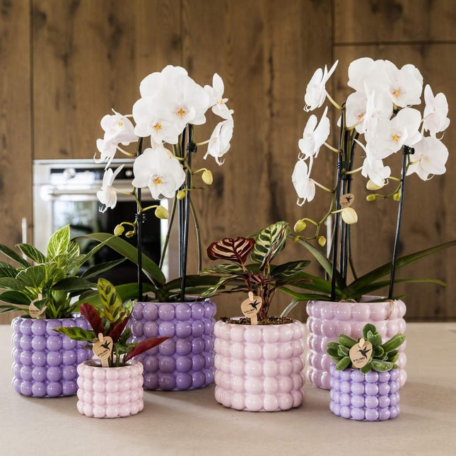 Kolibri Orchids | Combi Deal - 2 Witte Phalaenopsis Orchideeën Niagara Fall White - Ø12 cm