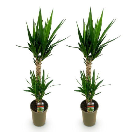 Yucca Elephantipes - ↕120cm - Ø19cm - 2x