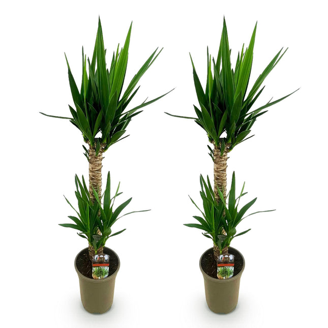 Yucca elephantipes - ↕120cm - Ø19cm - 2x