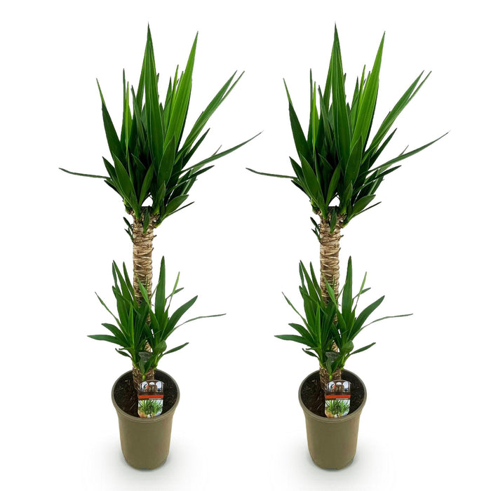 Yucca Elephantipes - ↕120cm - Ø19cm - 2x