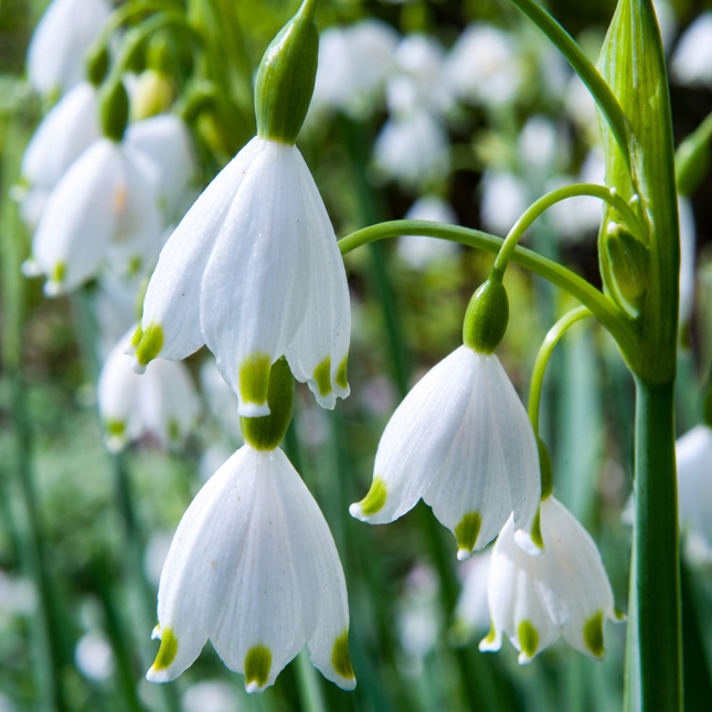 160x Leucojum Aestivum - Cebule kwiatowe - Płatek śniegu - Biały - Kwitnąca wiosną - Rozmiar cebuli 8/9
