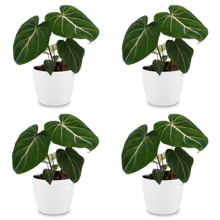 Philodendron Gloriosum - Glorie Philodendron - 4x - met Potter Wit - Pot 12cm - Hoogte - 25cm