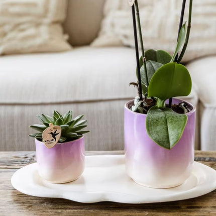 Kolibri Greens | Plantenset Gradience Gemengd - 3 Succulenten & 1 Stapelia Leendertziae