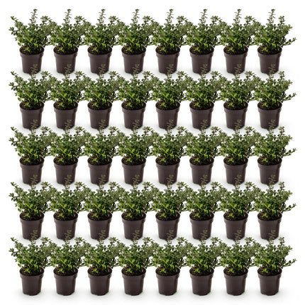 Ilex crenata Stokes - Japanse Hulst - 40x Haagplanten - Groenblijvend - Groen - Pot 9cm - Hoogte 20-30cm