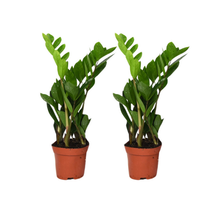 Zamioculcas Zamiifolia - Planta ZZ - ↕40cm - Ø12cm - 2x