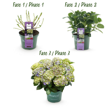 Hortensia - Hydrangea Magical Jewel Blue - Blauw - 6-10 Bloemen - 2x - ↕55cm - Ø23cm