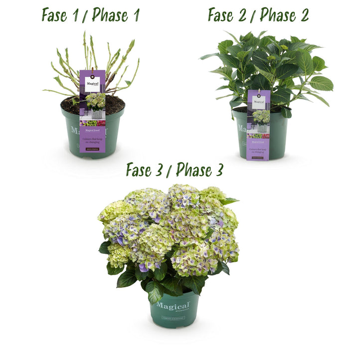Terrasplant - Hortensia - Hydrangea Magical Jewel Blue - Blauw - 6-10 Bloemen - 2 Planten - Pot 23cm Hoogte 55cm