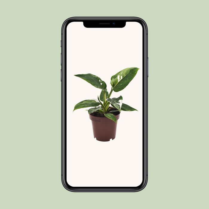 Philodendron White Princess - ↕25cm - Ø12cm