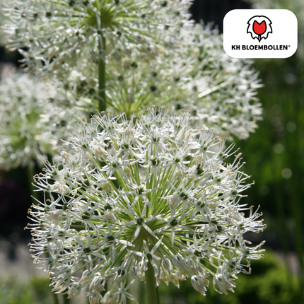 Allium White Giant - Flower Bulbs - 5x
