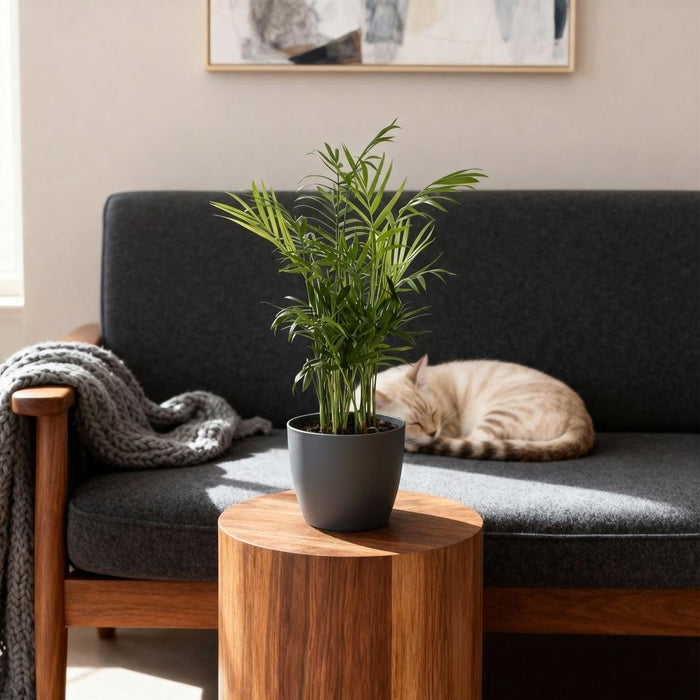 Chamaedorea elegans - Goudpalm - met grijze plantenpotten - ↕15cm - Ø12cm - 4x