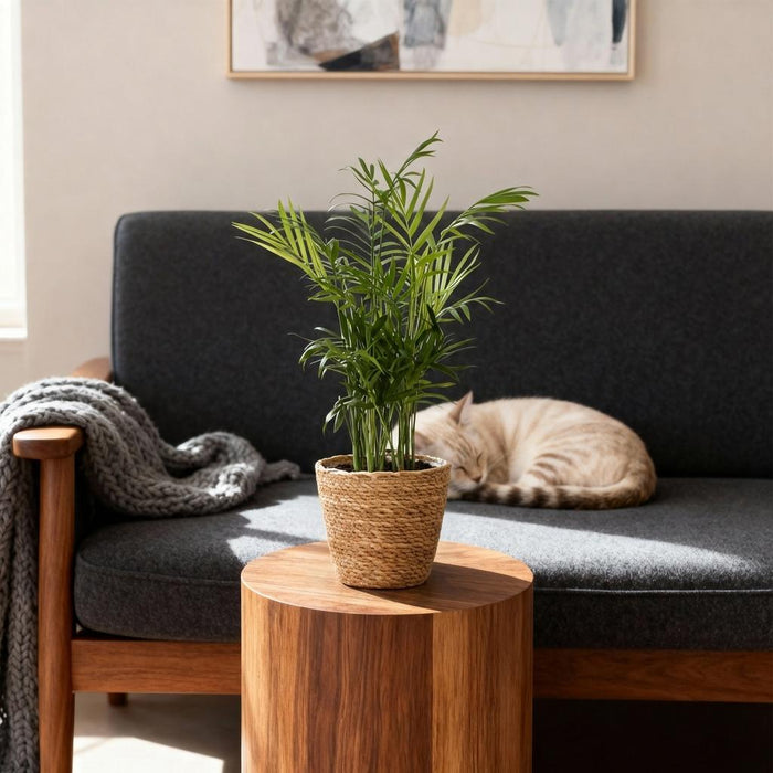 Chamaedorea elegans - Goudpalm - met Mand - ↕15cm - Ø12cm - 2x