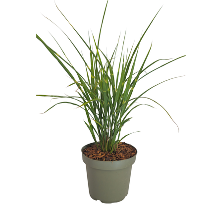 Miscanthus Sinensis ‘Zebrinus’ – Zebragras - Ø12cm - 3x