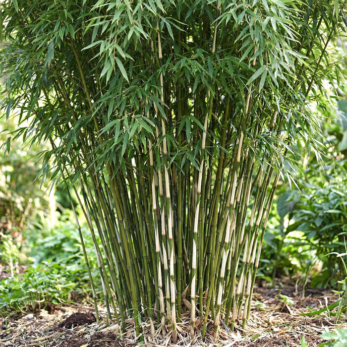 Fargesia robusta Pingwu - Niet Woekerende Bamboe - Groen - ↕35cm - Ø14cm - 2x