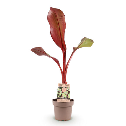 Musa ensete Maurelli - Banana tree - Hardy - Red-Green - 1 Plant - Pot 21cm - Height 90cm