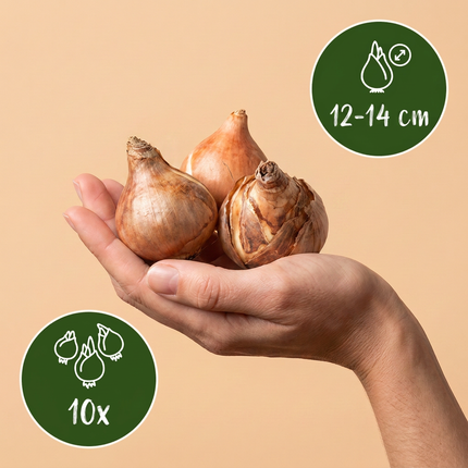 10x Narcissus Golden Ducat - Bloembollen - Gevulde gele narcis - Geel - Voorjaarsbloeier - Bolmaat 12/14