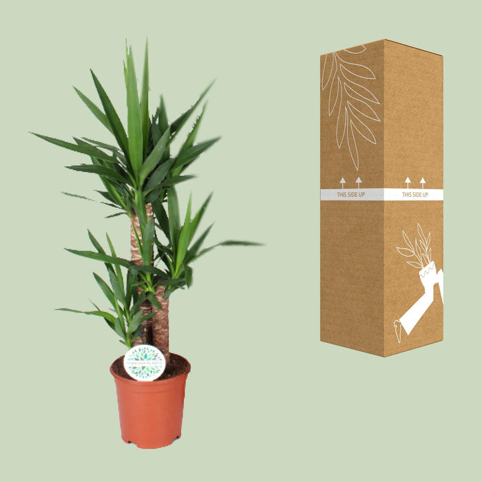 Yucca - ↕90cm - Ø21cm