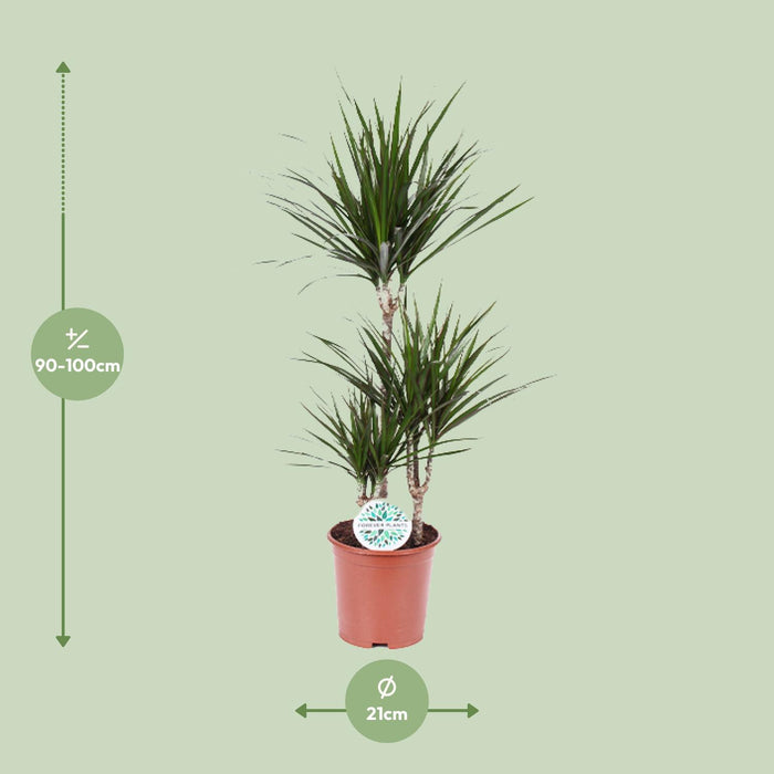 Dracaena Marginata - ↕115cm - Ø21cm
