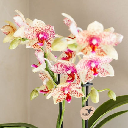 Kolibri Orchids | Combi Deal - 4 Oranje-Gele Phalaenopsis Orchideeën Mineral Grosseto - Ø9 cm