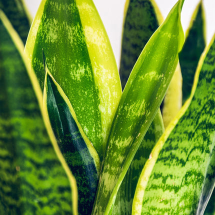 Sansevieria Laurentii - Snake Plant - ↕60-70cm - Ø17cm