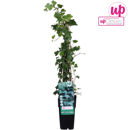 Hedera Helix - Ivy - ↕65cm - Ø15cm