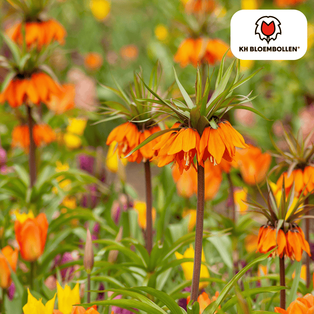 Fritillaria / Corona Imperiale Ghirlanda Stella 5 pezzi