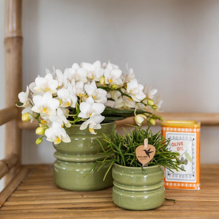 Kolibri Orchids | Combi Deal - 4 Witte Phalaenopsis Orchideeën Botanic Nazare - Ø9 cm