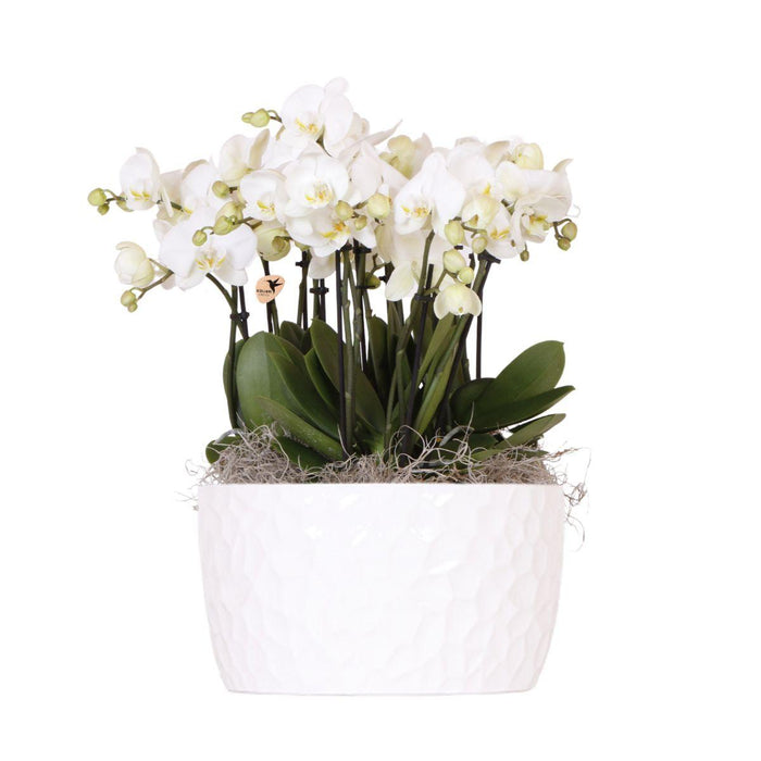 Witte orchideeënset in Honey dish incl. waterreservoir | drie witte orchideeën Ghent 12cm | Mono Bouquet wit