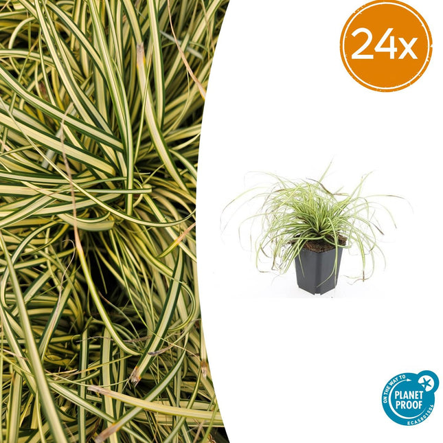 Carex oshimensis 'Evergold' - Laîche - ↕10-25cm - Ø9cm - 24x