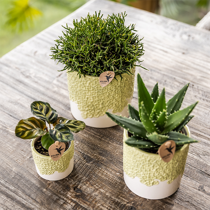 Kolibri Home | Doniczka dekoracyjna Bloom - zielona - Ø12 cm