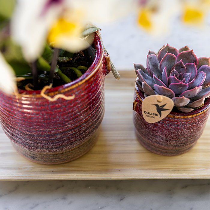 Gift set Aura | Roze Phalaenopsis orchidee Congo met groene plant in Aura sierpotten op bamboe dienblad